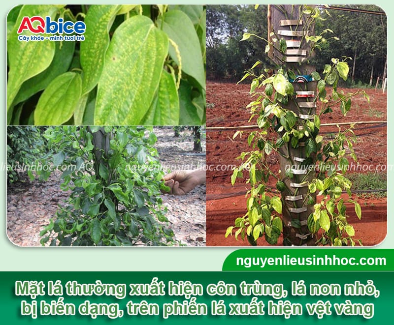 Nguyên nhân bệnh tiêu điên và cách phòng trừ an toàn 3 Nguyên nhân bệnh tiêu điên và cách phòng trừ an toàn