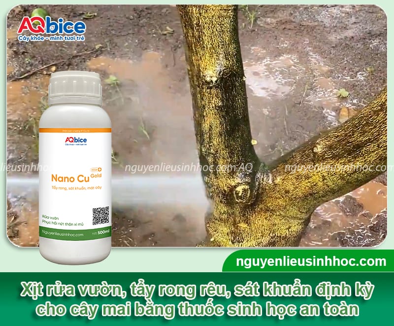 Chăm sóc mai vàng trồng dưới đất để hoa ra đều, đẹp 6 Cách chăm sóc mai vàng trồng dưới đất phát triển xanh tốt