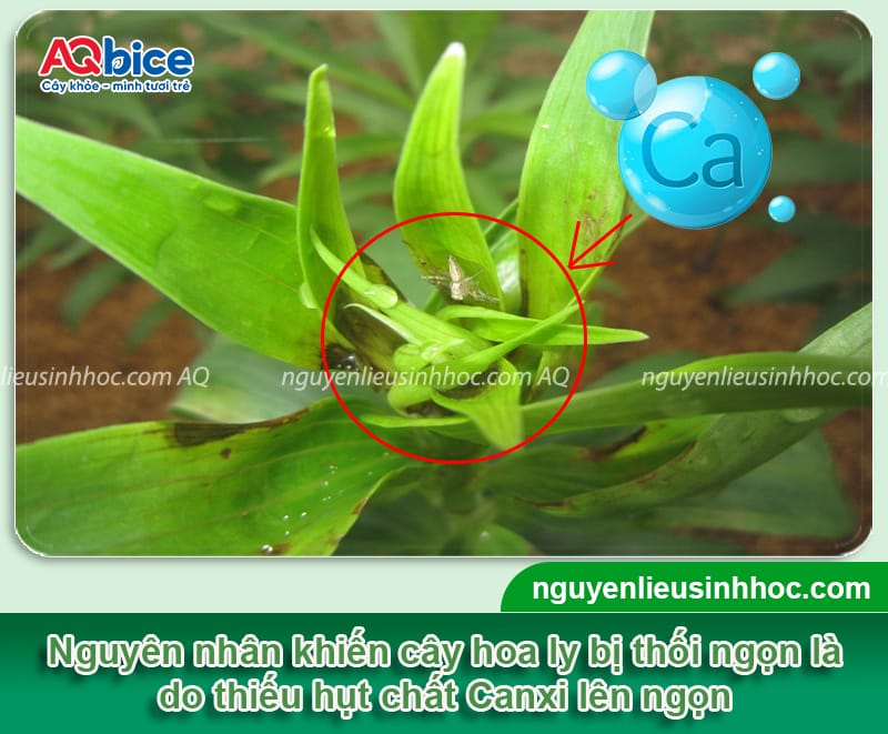 Phòng trừ hoa ly bị thối ngọn kịp thời và Nguyên nhân chính 2 Phòng trừ hoa ly bị thối ngọn kịp thời và nguyên nhân chính