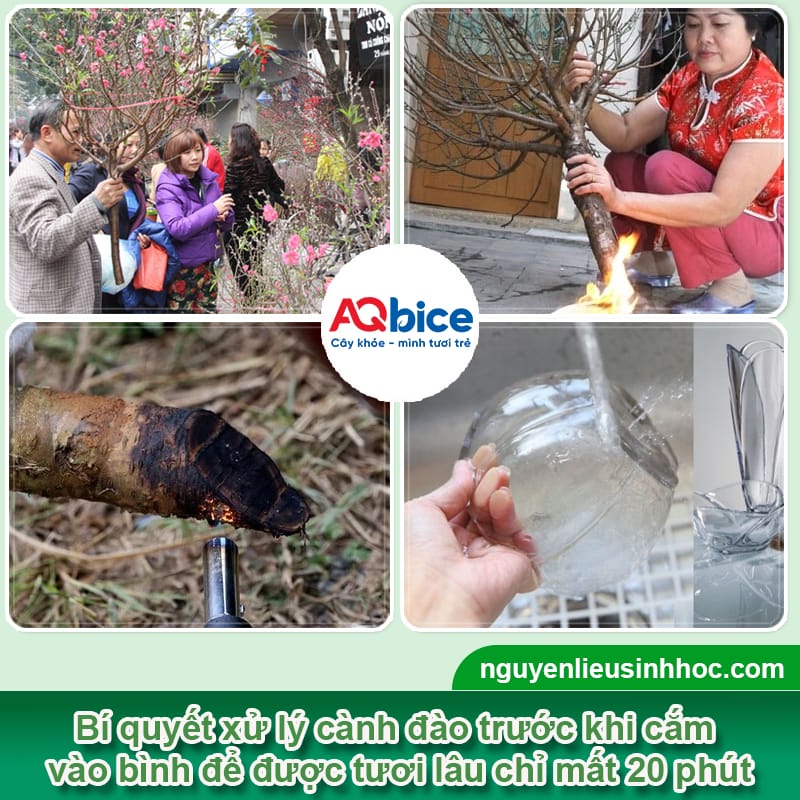 Cách giữ hoa đào tươi lâu ngày Tết, hoa nở rực rỡ, bền màu 2 Cách giữ hoa đào tươi lâu ngày Tết, hoa nở rực rỡ, bền màu