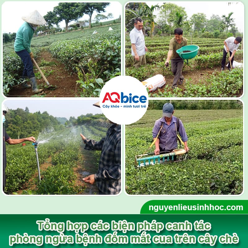 Bệnh đốm mắt cua trên cây chè do đâu và Thuốc phòng trừ