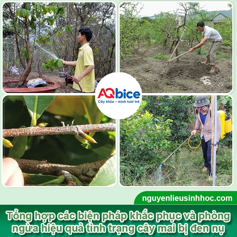 Nguyên nhân khiến nụ mai bị đen và Cách khắc phục nhanh 3 Nguyên nhân khiến nụ mai bị đen và Cách khắc phục nhanh