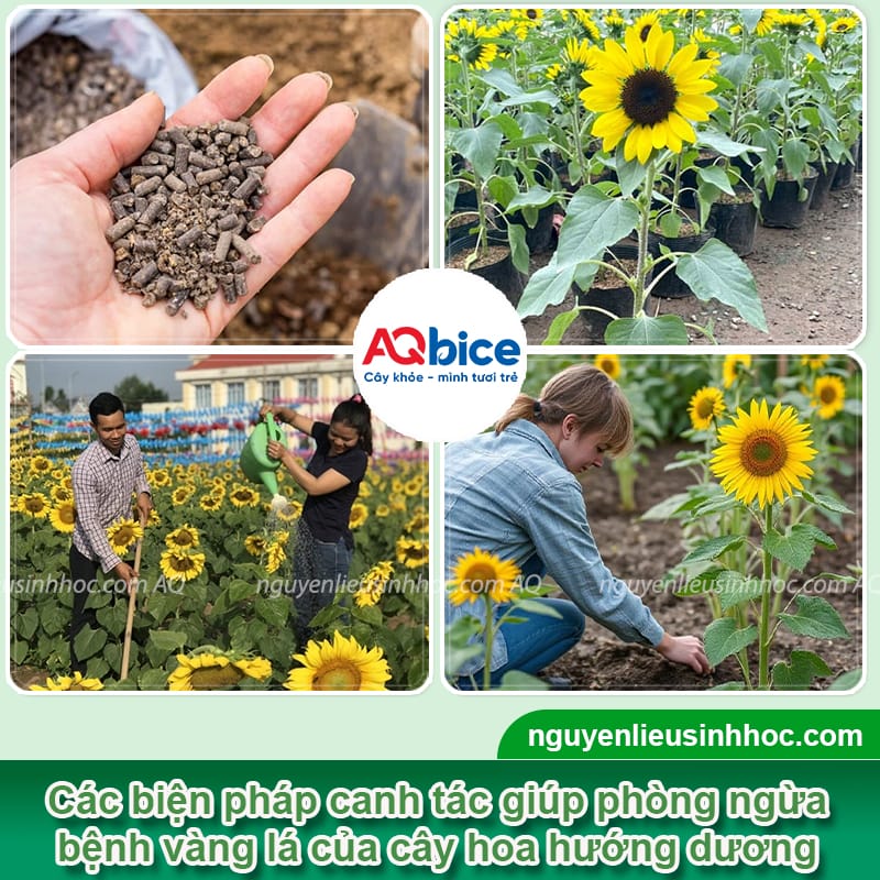 Hướng dương bị vàng lá: Nguyên nhân và cách phòng trừ