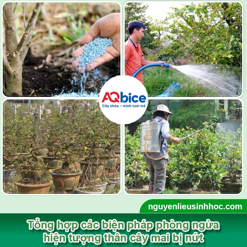 Nguyên nhân cây mai bị nứt thân và Giải pháp xử lý hiệu quả 3 Nguyên nhân cây mai bị nứt thân và Giải pháp xử lý hiệu quả