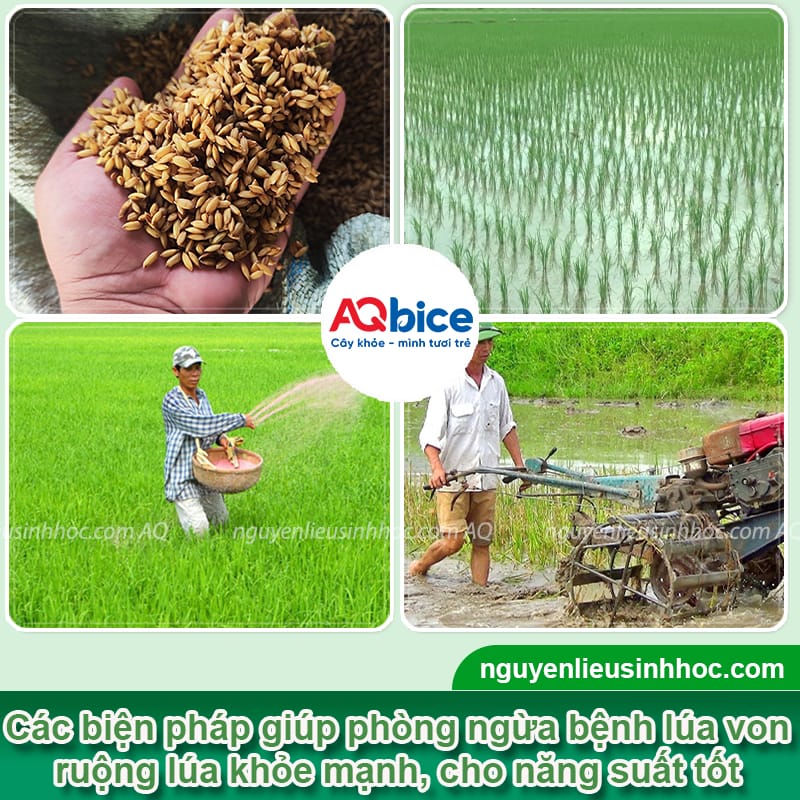 Nguyên nhân bệnh lúa von là gì và cách phòng trừ hiệu quả