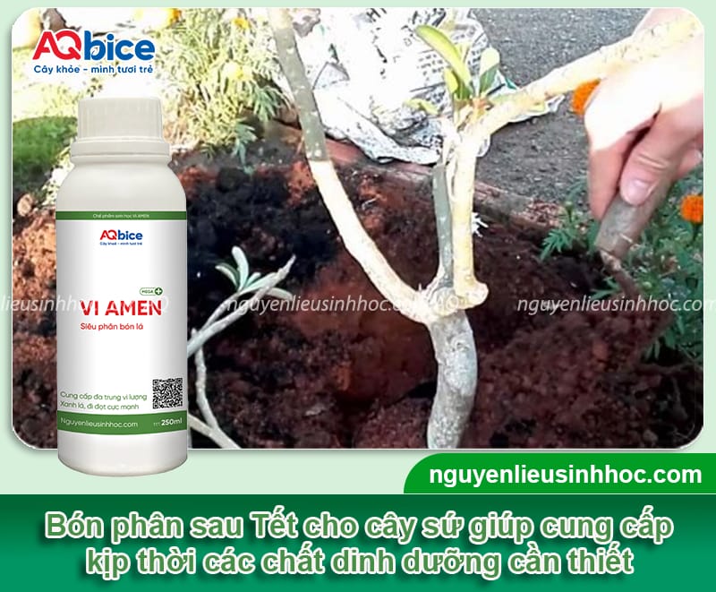 Hướng dẫn cách chăm sóc cây sứ sau Tết phát triển ổn định 7 Hướng dẫn cách chăm sóc cây sứ sau Tết phát triển ổn định