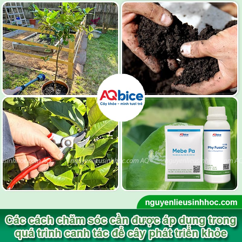 Kỹ thuật trồng chanh tứ quý đúng cách, quả sai trĩu cành