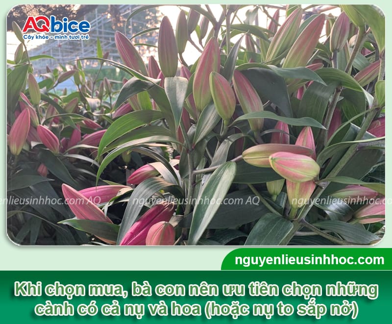 Cách giữ hoa ly tươi lâu ngày Tết, hoa nở bền màu, thơm ngát 2 Cách giữ hoa ly tươi lâu ngày Tết, hoa nở bền màu, thơm ngát