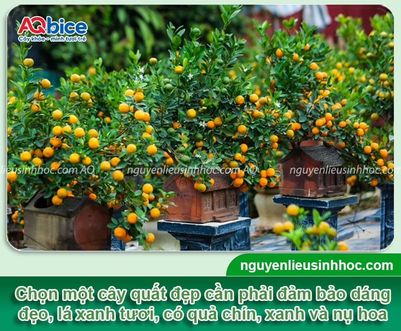 Cách chọn cây quất đẹp, bền Tết, chơi cả tháng không rụng