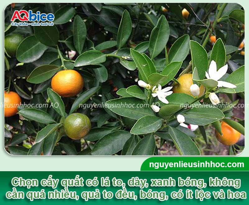 Cách chọn cây quất đẹp, bền Tết, chơi cả tháng không rụng