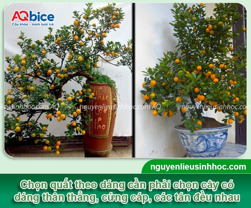 Cách chọn cây quất đẹp, bền Tết, chơi cả tháng không rụng