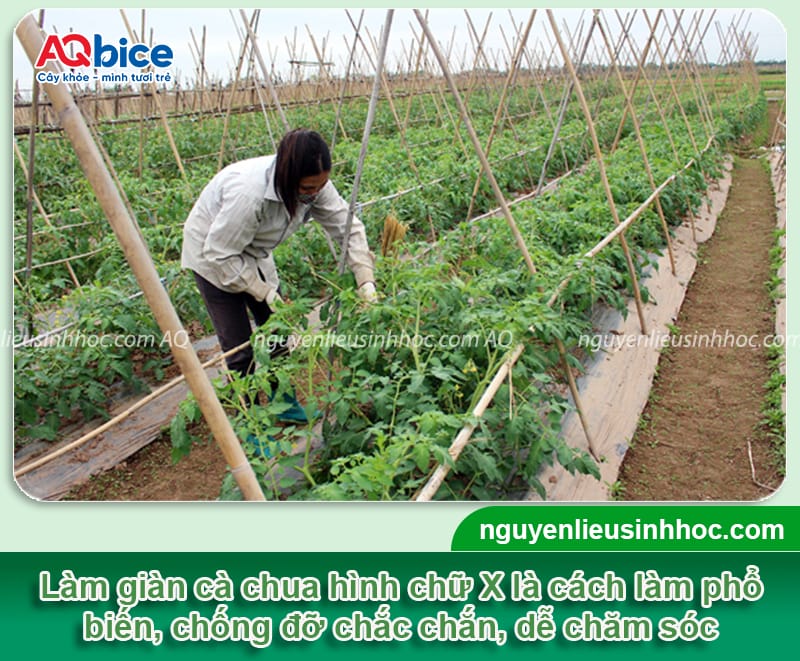 Cách làm giàn cà chua phổ biến và Một số lưu ý quan trọng 4 Cách làm giàn cà chua phổ biến và một số lưu ý quan trọng