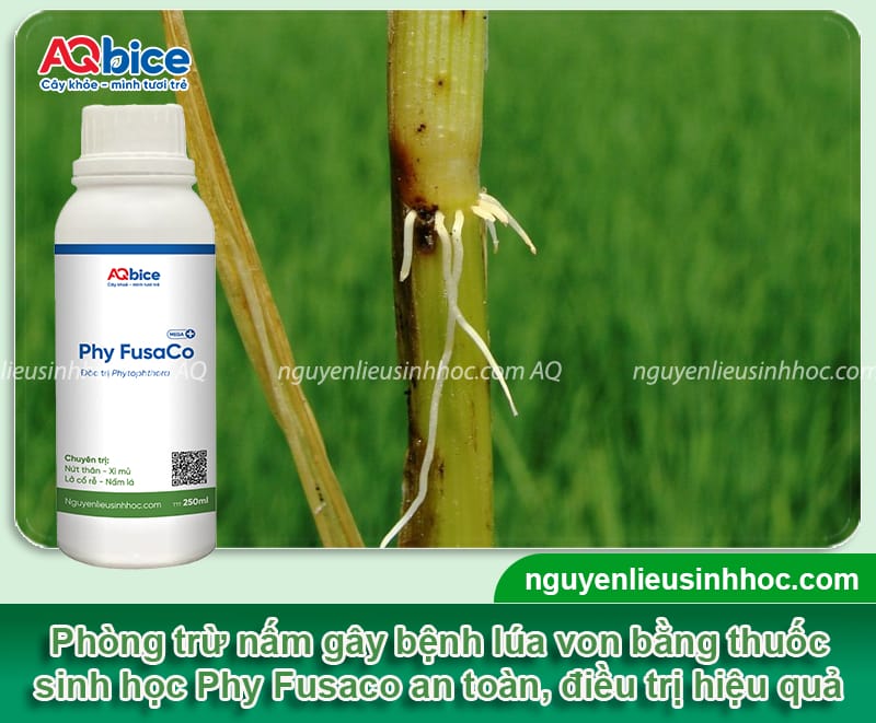 Nguyên nhân bệnh lúa von là gì và cách phòng trừ hiệu quả