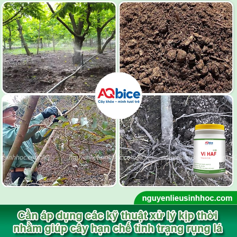 Nguyên nhân lá mãng cầu bị rụng và Cách phòng trừ 3 Nguyên nhân lá mãng cầu bị rụng và cách phòng trừ an toàn