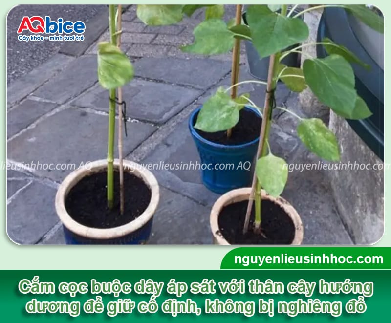 Cách chăm sóc hoa hướng dương đúng kỹ thuật, nở to, lâu tàn