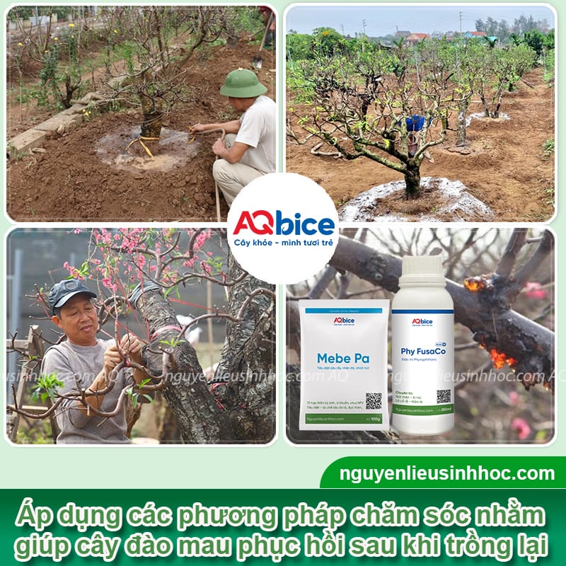 Cách trồng lại đào sau Tết đúng cách, cây phục hồi nhanh 4 Cách trồng lại đào sau Tết đúng cách, cây phục hồi nhanh