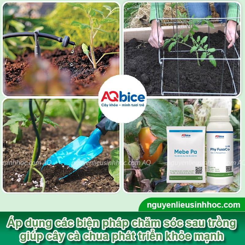 Hướng dẫn trồng cà chua trong thùng xốp quả to, sai trái