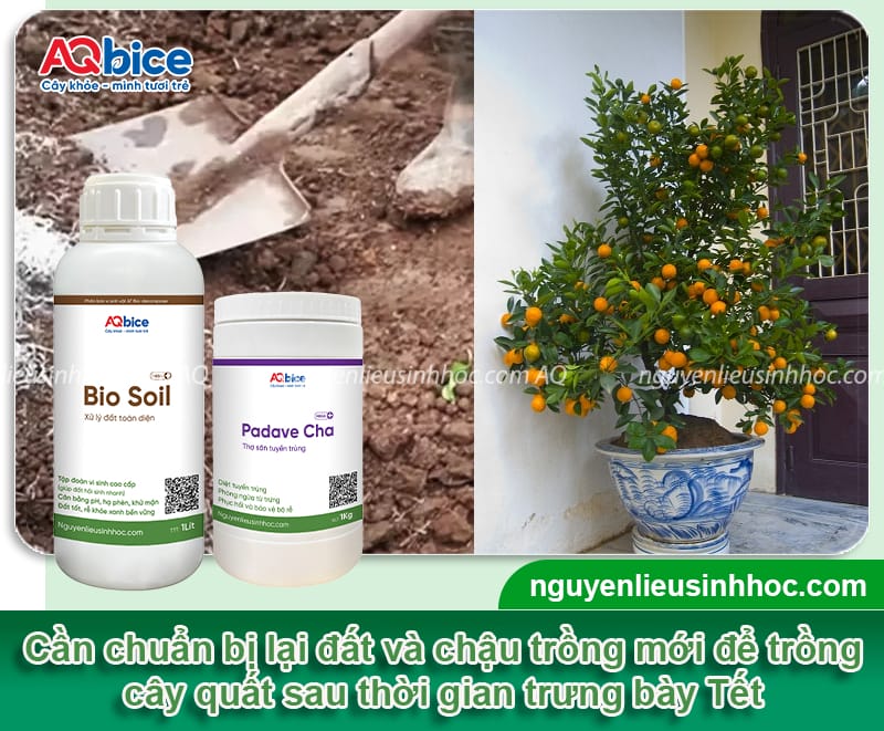 Cách chăm sóc cây quất trong chậu sau Tết nhanh phục hồi 2 Cách chăm sóc cây quất trong chậu sau Tết nhanh phục hồi