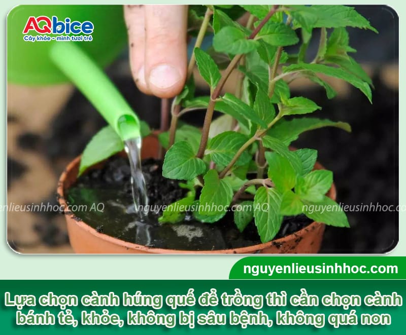 Cách trồng rau húng quế bằng cành xanh tốt, nhanh bén rễ 3 Cách trồng rau húng quế bằng cành xanh tốt, nhanh bén rễ