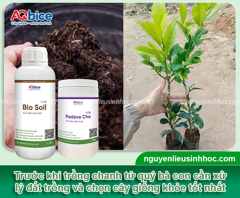 Kỹ thuật trồng chanh tứ quý đúng cách, quả sai trĩu cành