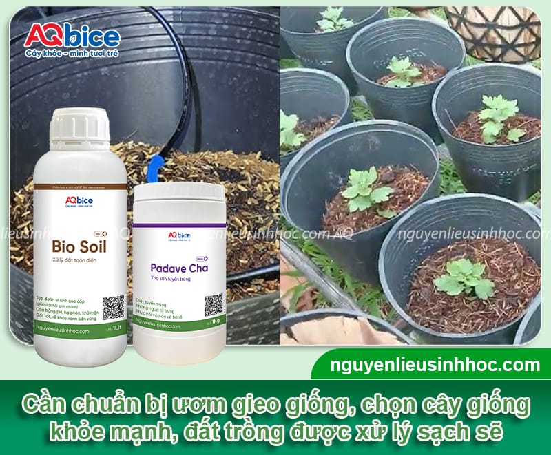 Hướng dẫn trồng cúc mâm xôi, cây xanh khỏe, hoa nở dày đều 3 Hướng dẫn trồng cúc mầm xôi, cây xanh khỏe, hoa nở dày đều