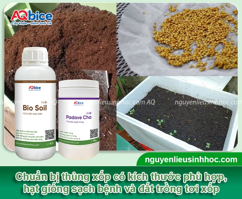 Hướng dẫn cách trồng cà tím trong thùng xốp ra sai trái 3 Hướng dẫn cách trồng cà tím trong thùng xốp ra sai trái