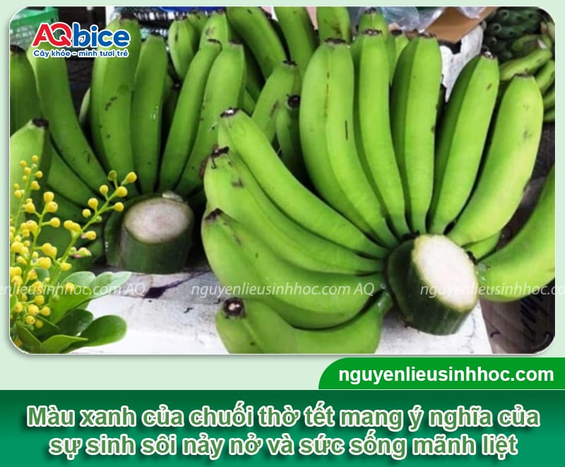 Chuối thờ tết bao nhiêu quả thì đẹp? Cách chọn chuối chưng Tết