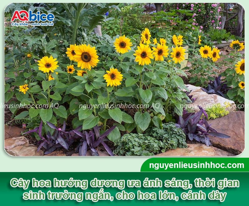 Cách chăm sóc hoa hướng dương đúng kỹ thuật, nở to, lâu tàn