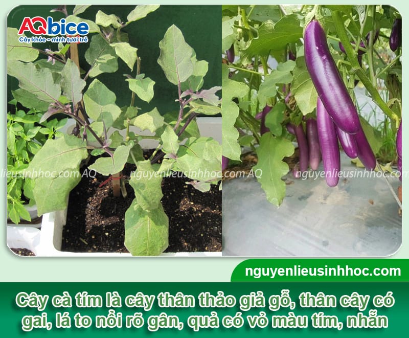 Hướng dẫn cách trồng cà tím trong thùng xốp ra sai trái 2 Hướng dẫn cách trồng cà tím trong thùng xốp ra sai trái