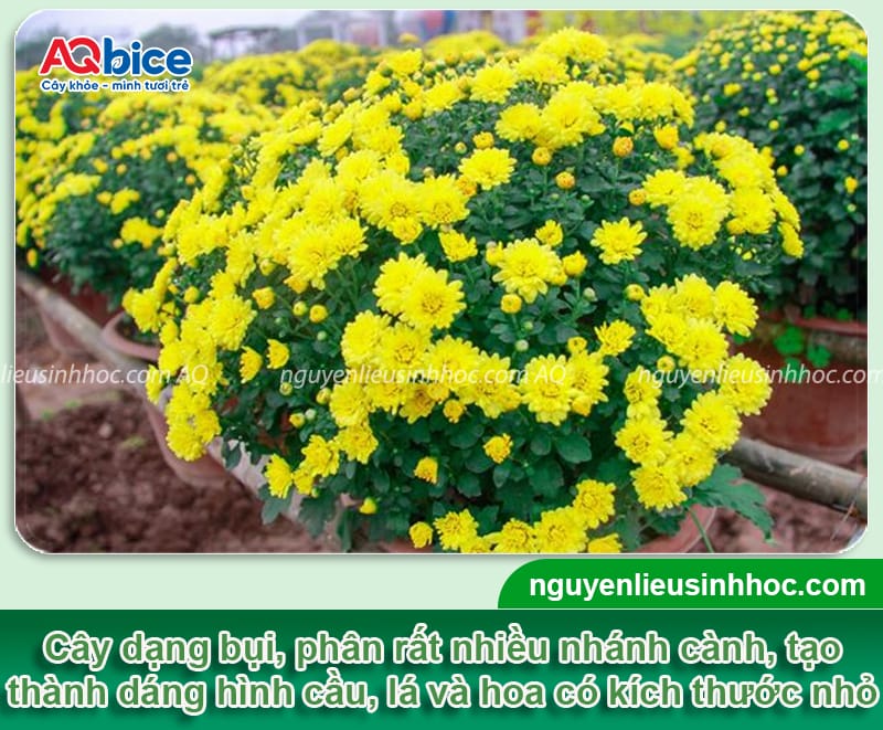 Hướng dẫn trồng cúc mâm xôi, cây xanh khỏe, hoa nở dày đều 2 Hướng dẫn trồng cúc mầm xôi, cây xanh khỏe, hoa nở dày đều