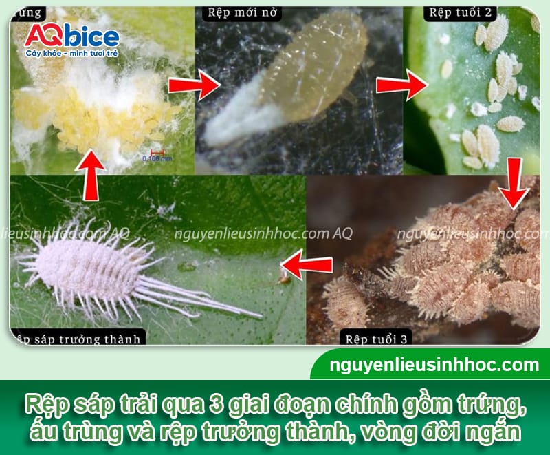 Rệp sáp trên cây quất: Dấu hiệu nhận biết và cách xử lý