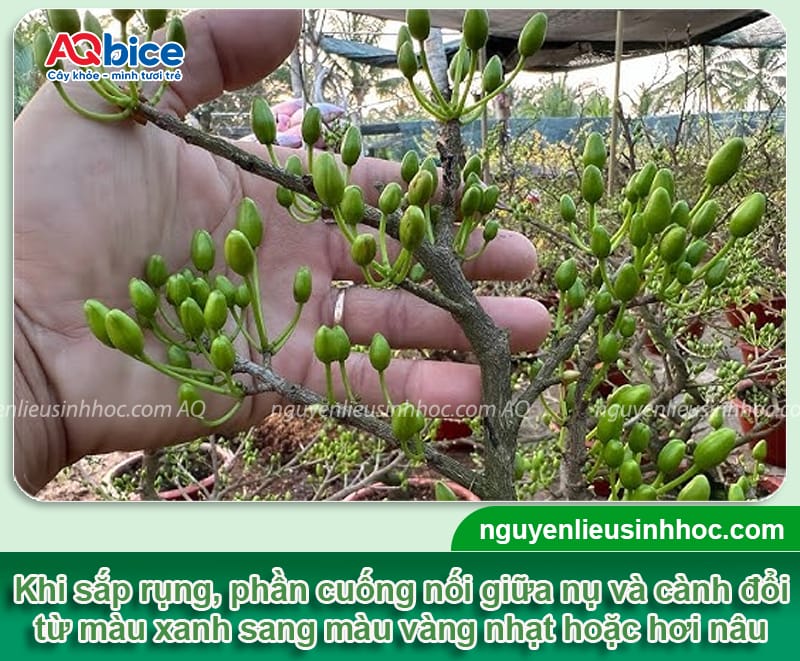 Mai bị rụng nụ phải làm sao? Cách kích nụ mai ra to mập 2 Mai bị rụng nụ phải làm sao? Cách kích nụ mai ra to mập