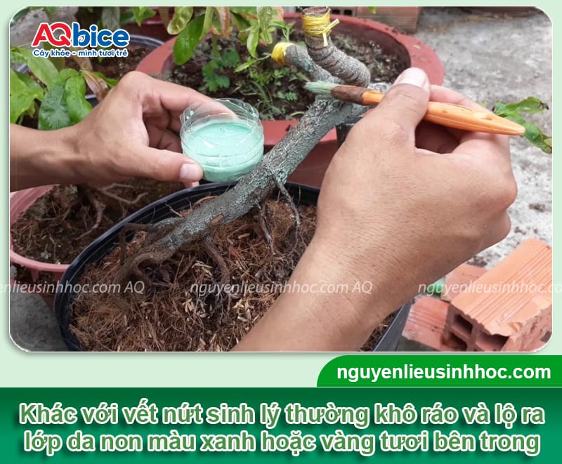 Nguyên nhân cây mai bị nứt thân và Giải pháp xử lý hiệu quả 2 Nguyên nhân cây mai bị nứt thân và Giải pháp xử lý hiệu quả