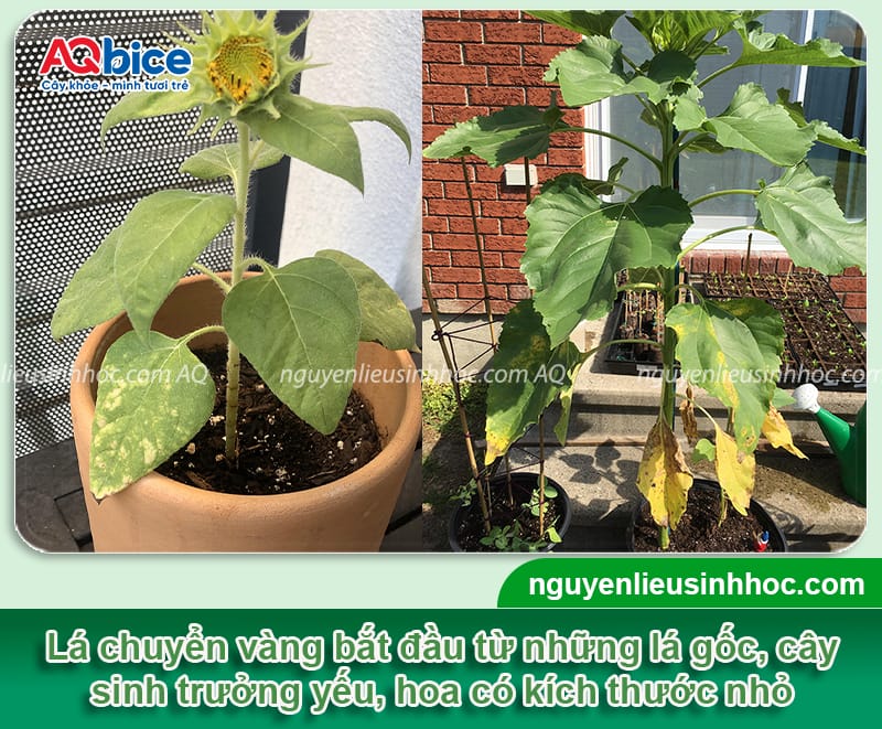 Hướng dương bị vàng lá: Nguyên nhân và cách phòng trừ