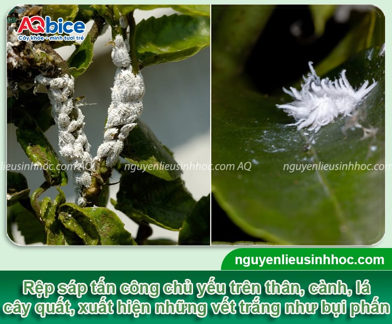 Rệp sáp trên cây quất: Dấu hiệu nhận biết và cách xử lý