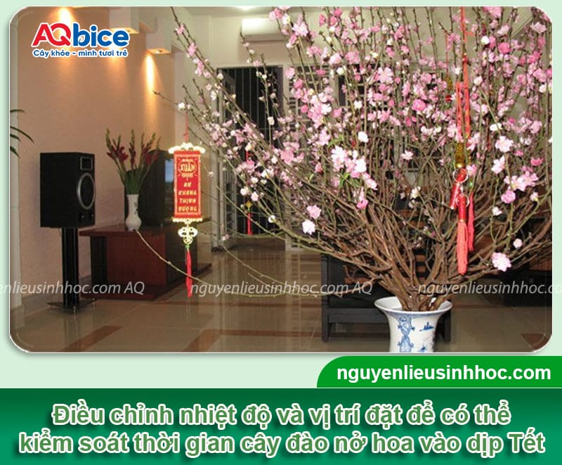 Cách giữ hoa đào tươi lâu ngày Tết, hoa nở rực rỡ, bền màu 3 Cách giữ hoa đào tươi lâu ngày Tết, hoa nở rực rỡ, bền màu