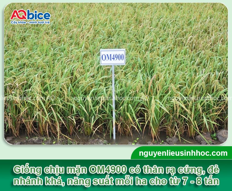 Các giống lúa chịu mặn được chọn trồng phổ biến hiện nay