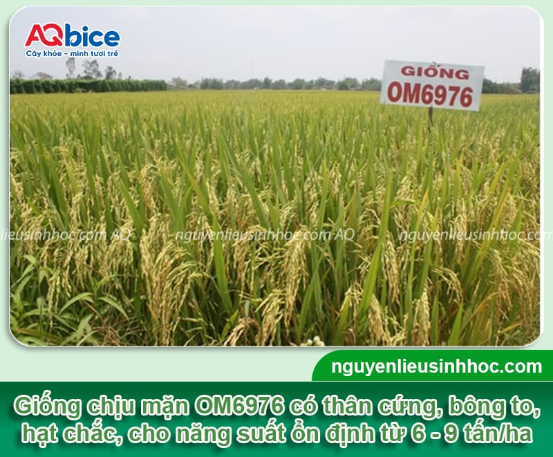 Các giống lúa chịu mặn được chọn trồng phổ biến hiện nay