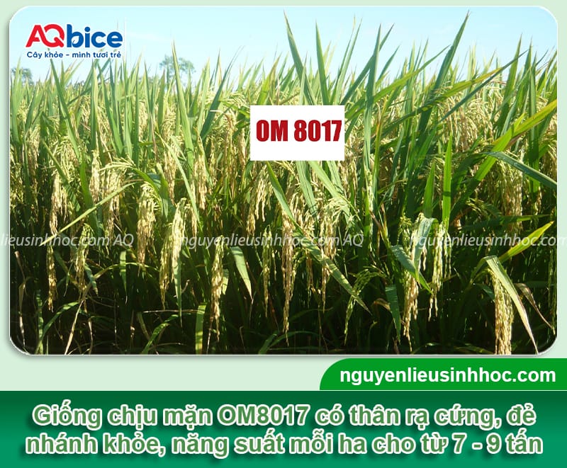 Các giống lúa chịu mặn được chọn trồng phổ biến hiện nay