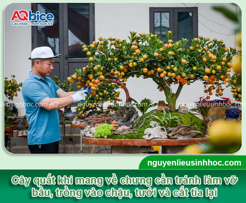 Cách chọn cây quất đẹp, bền Tết, chơi cả tháng không rụng