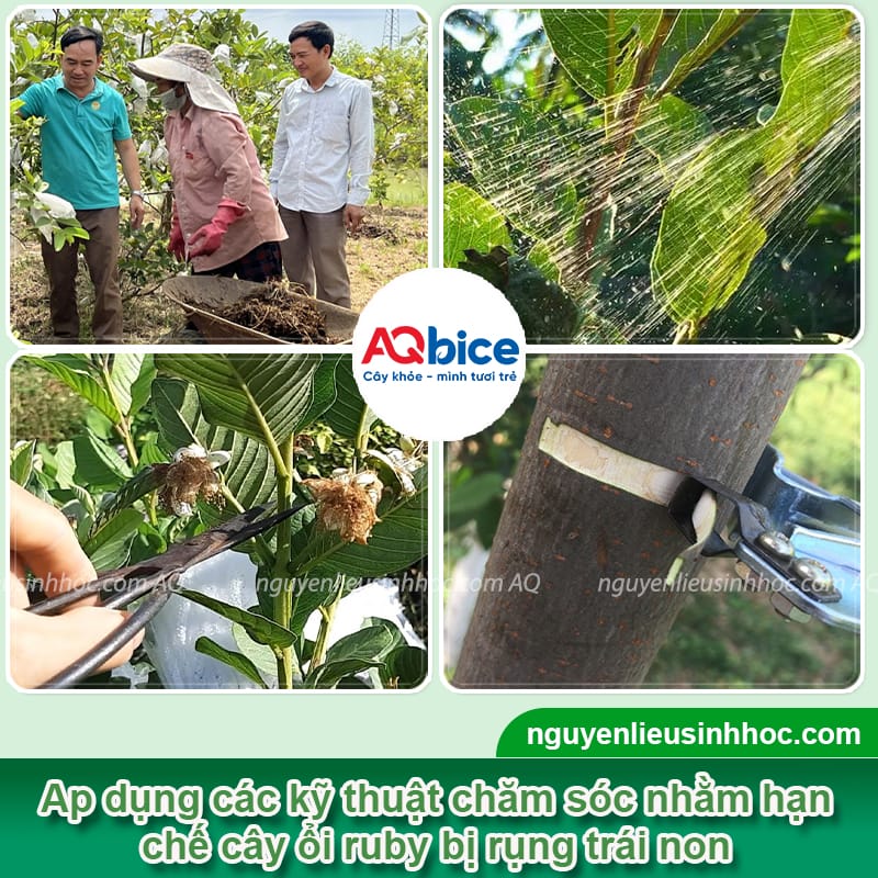 Cách chống rụng trái ổi ruby, cuống chắc, trái ra nhiều