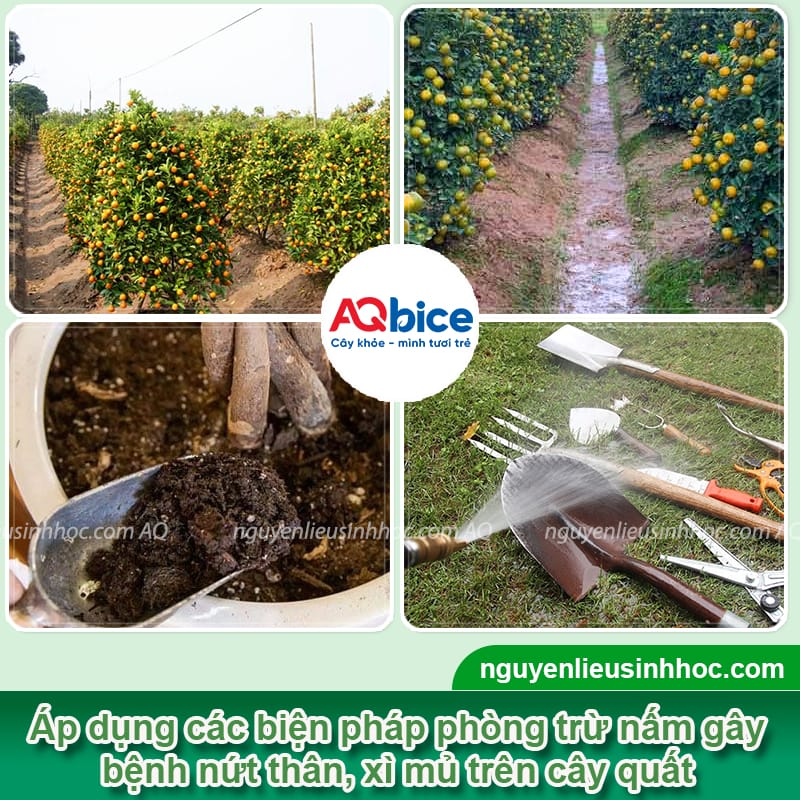 Thuốc đặc trị nứt thân xì mủ cho cây quất có hiệu lực nhanh 4 Thuốc đặc trị nứt thân xì mủ cho cây quất mau chóng phục hồi