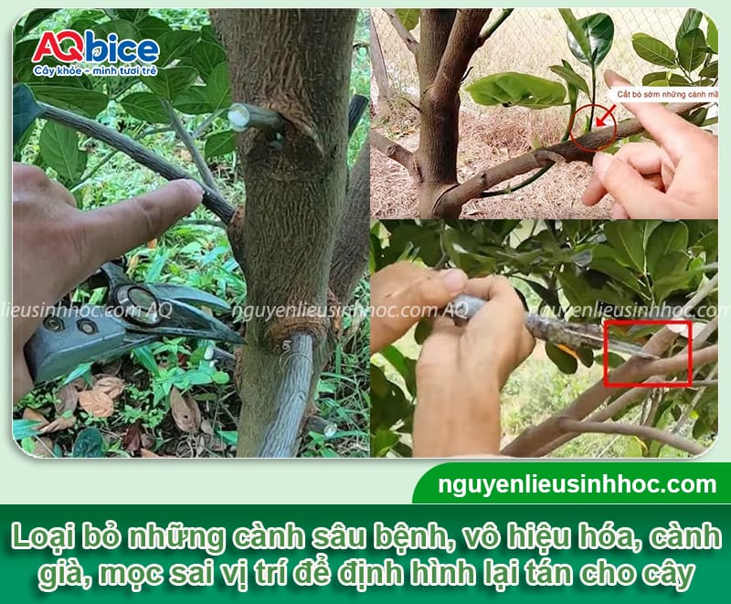 Hướng dẫn cách tỉa cành tạo tán cho cây mít đúng kỹ thuật 3 Hướng dẫn cách tỉa cành tạo tán cho cây mít đúng kỹ thuật