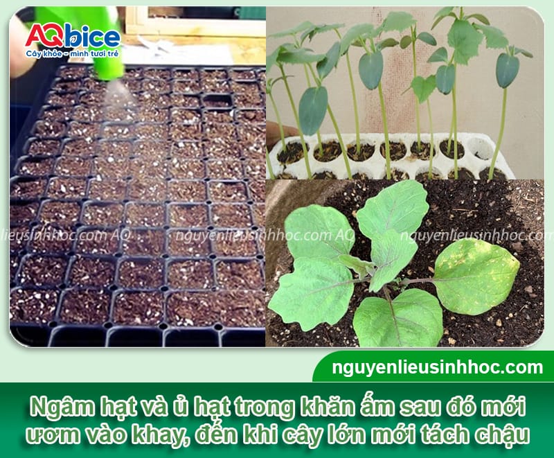 Hướng dẫn cách trồng cà tím trong thùng xốp ra sai trái 4 Hướng dẫn cách trồng cà tím trong thùng xốp ra sai trái