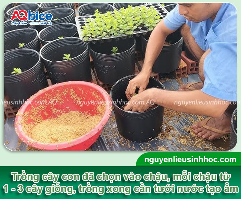 Hướng dẫn trồng cúc mâm xôi, cây xanh khỏe, hoa nở dày đều 4 Hướng dẫn trồng cúc mầm xôi, cây xanh khỏe, hoa nở dày đều