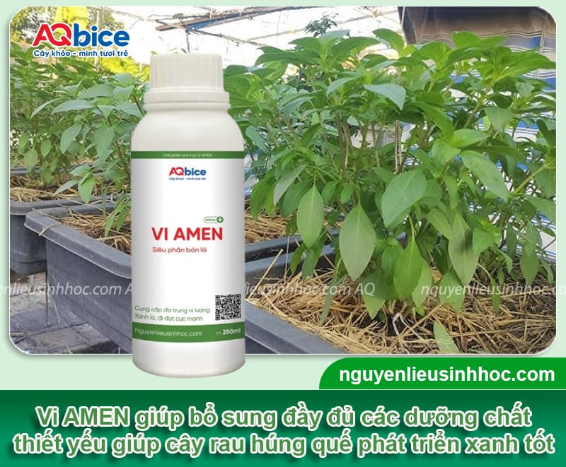 Cách trồng rau húng quế bằng cành xanh tốt, nhanh bén rễ 4 Cách trồng rau húng quế bằng cành xanh tốt, nhanh bén rễ