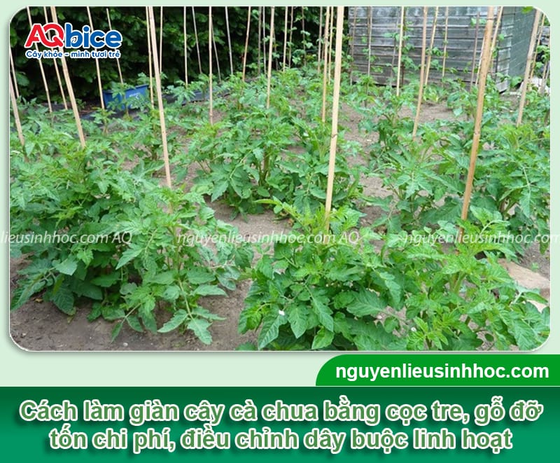 Cách làm giàn cà chua phổ biến và Một số lưu ý quan trọng 2 Cách làm giàn cà chua phổ biến và một số lưu ý quan trọng