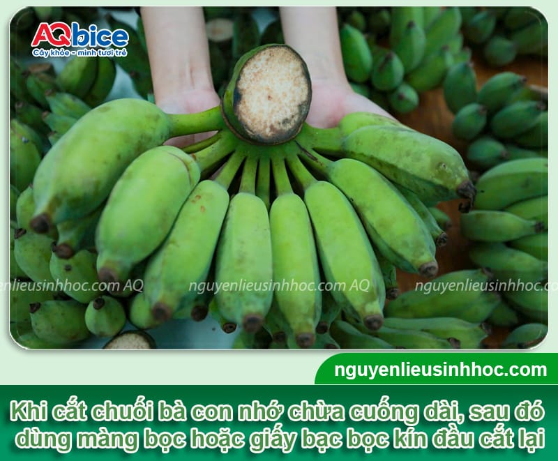 Chuối thờ tết bao nhiêu quả thì đẹp? Cách chọn chuối chưng Tết