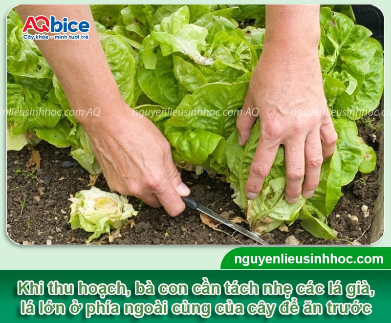 Trồng xà lách bao lâu thu hoạch? Bí quyết để rau lớn nhanh