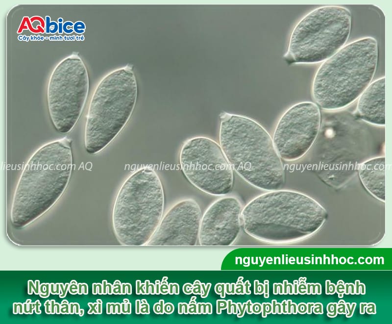 Thuốc đặc trị nứt thân xì mủ cho cây quất có hiệu lực nhanh 2 Thuốc đặc trị nứt thân xì mủ cho cây quất mau chóng phục hồi